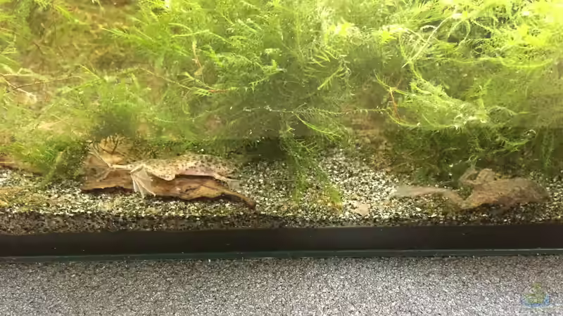 Zwergkrallenfroschnachwuchs von Danny (30)