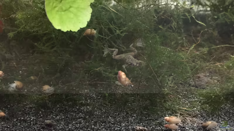 Zwergkrallenfroschnachwuchs von Danny (31)