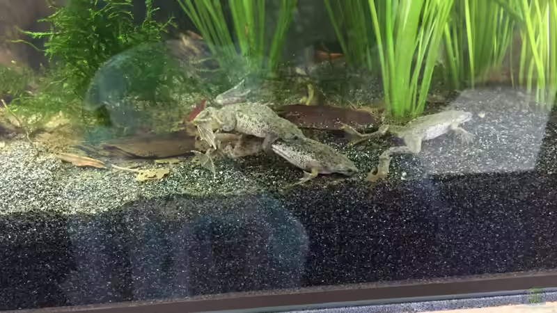 Zwergkrallenfroschpaarung von Danny (28)