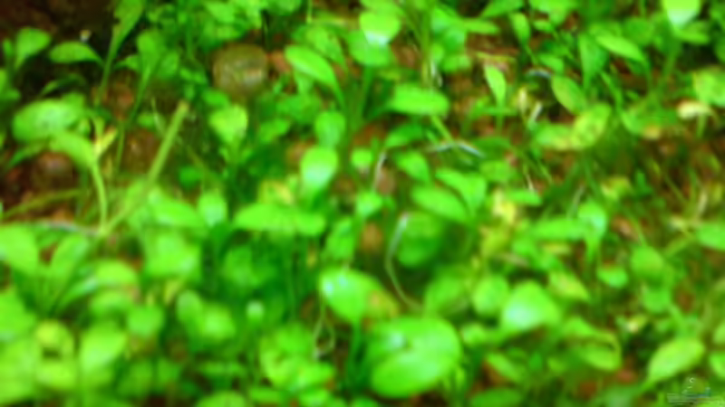 Zwergkraut/Australisches Zungenblatt  von Stefan B. (6)