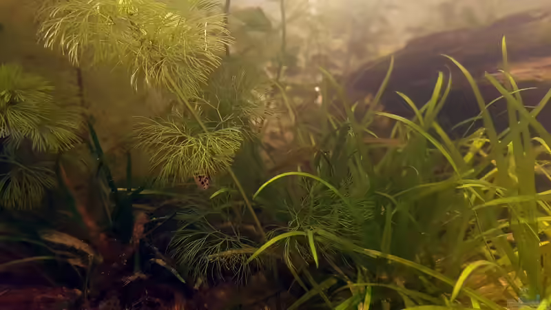 Zwergkugelfisch: Jungtier. von miv (36)