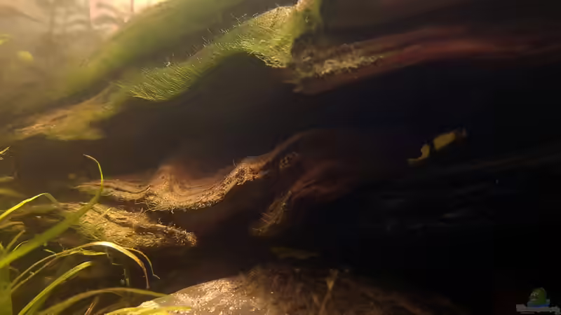 Zwergkugelfisch: Jungtier. von miv (38)