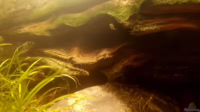 Zwergkugelfisch: Jungtier. von miv (39)