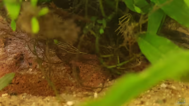 Zwergkugelfisch: Jungtier. von miv (42)