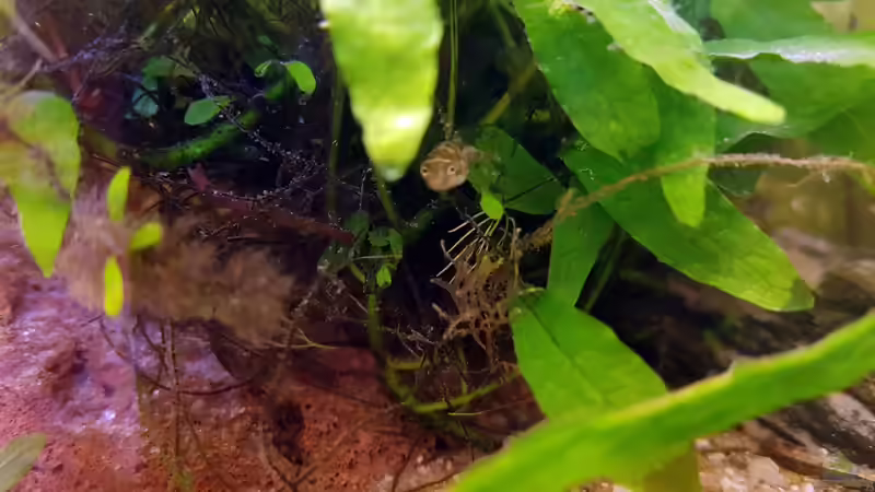 Zwergkugelfisch: Jungtier. von miv (43)