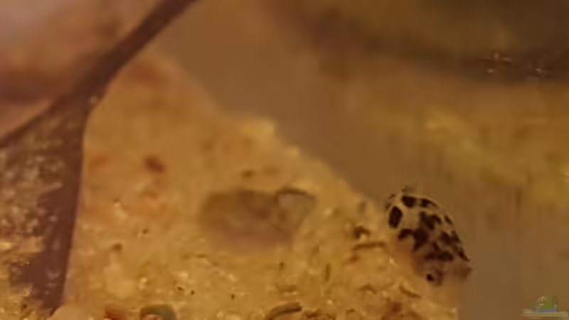 Zwergkugelfisch: Jungtier. von miv (47)