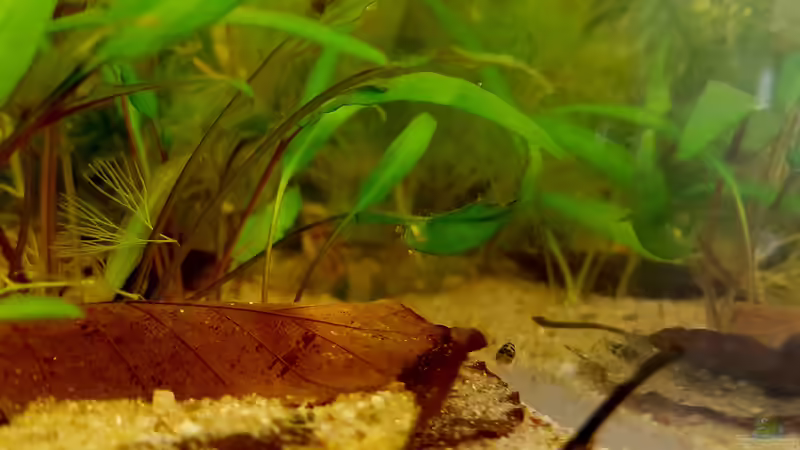 Zwergkugelfisch: Jungtier. von miv (48)