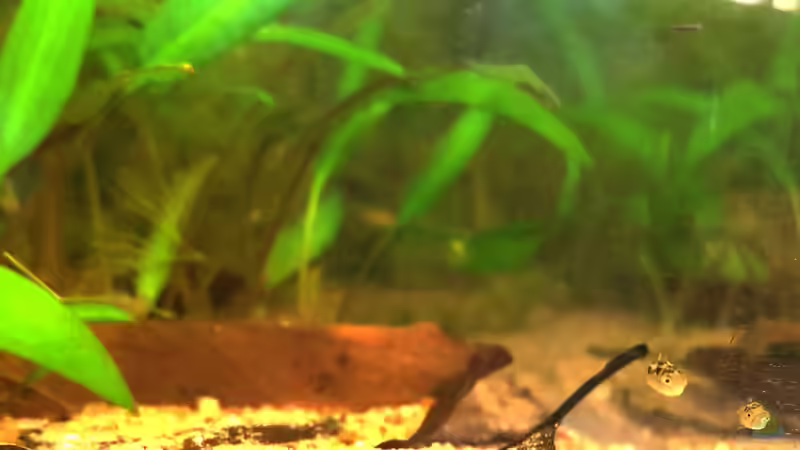 Zwergkugelfisch: Jungtiere. von miv (44)