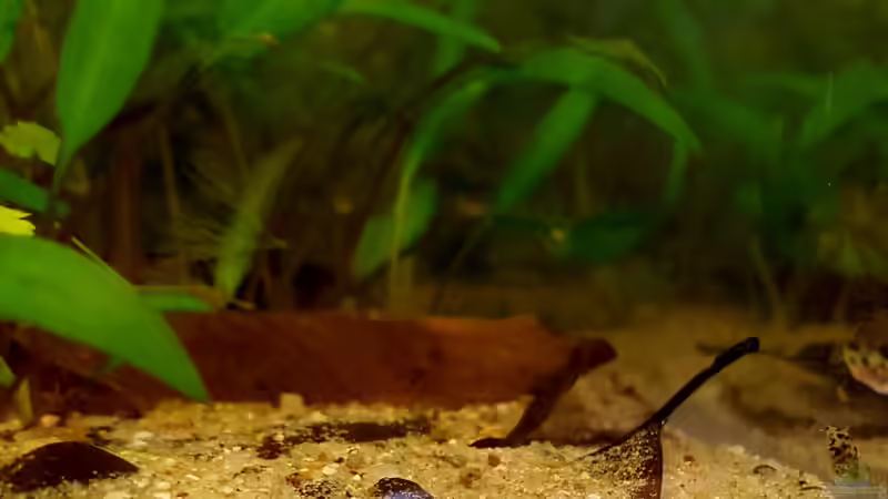 Zwergkugelfisch: Jungtiere neben einem Buchenblatt. von miv (45)