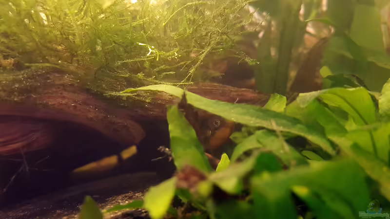 Aquarien mit Zwergkugelfischen (Carinotetraodon travancoricus)