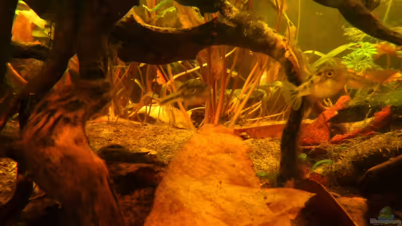 Zwergkugelfisch. von miv (15)