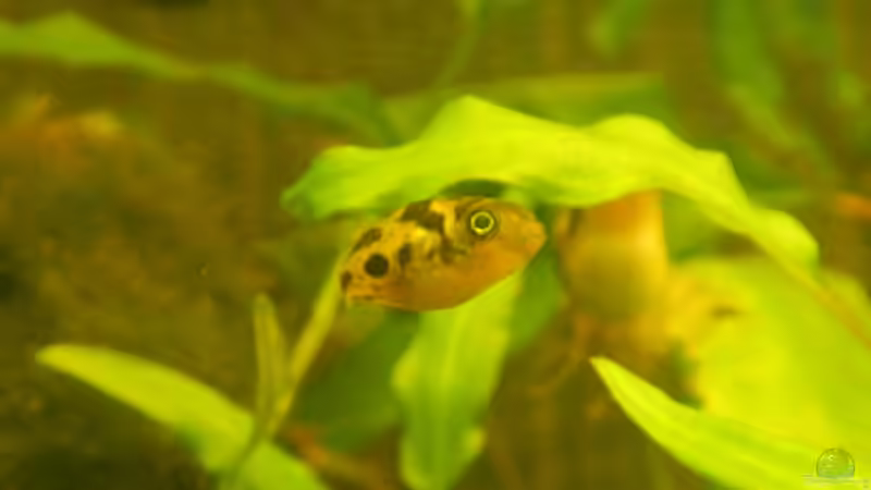 Zwergkugelfisch. von miv (16)