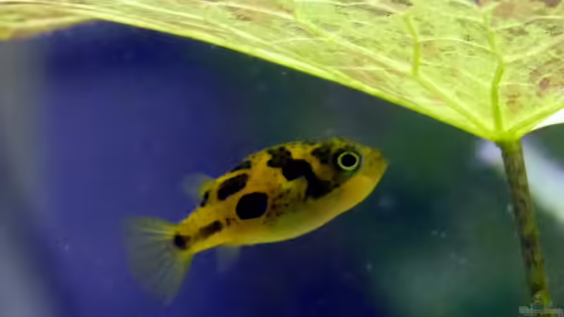 Zwergkugelfisch (Carinotetraodon travancoricus) von Ravenclaw57 (52)