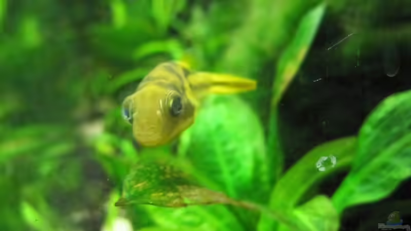 Zwergkugelfisch von cammarus (16)