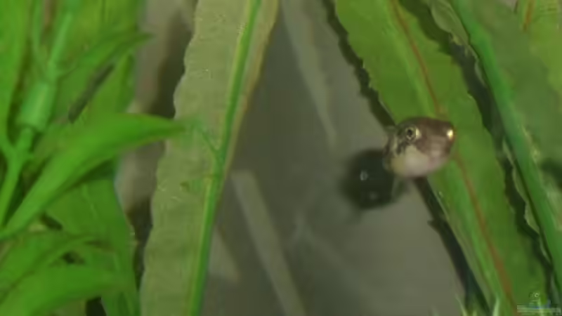 Zwergkugelfisch von MMD (19)