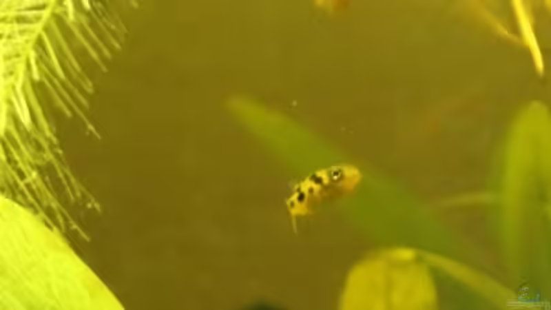 Zwergkugelfisch von mojita (8)