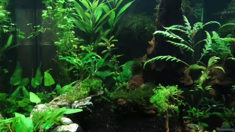 Zwergkugelfischbecken ´Tiran´ Frontansicht Tag 18 von Murphy1977 (7)