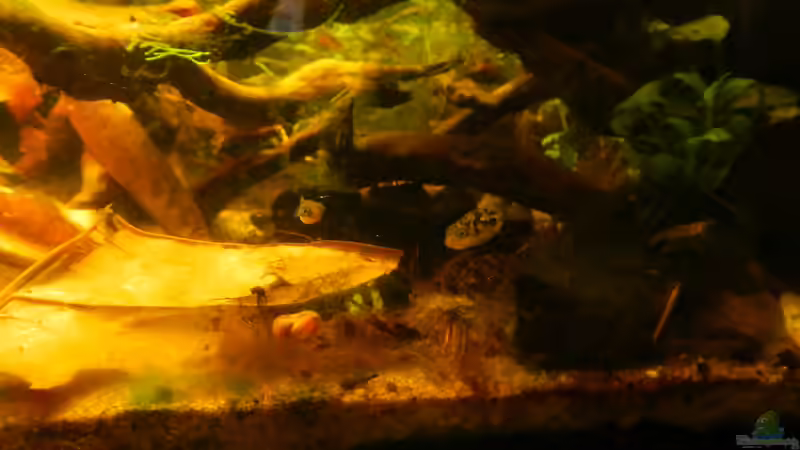 Zwergkugelfische auf Schneckenjagd. von miv (14)