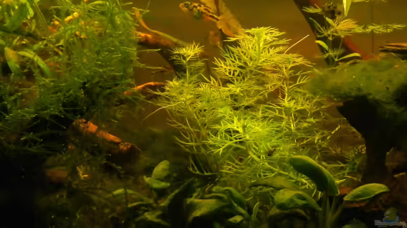 Zwergkugelfische (Carinotetraodon sp.) von miv (10)