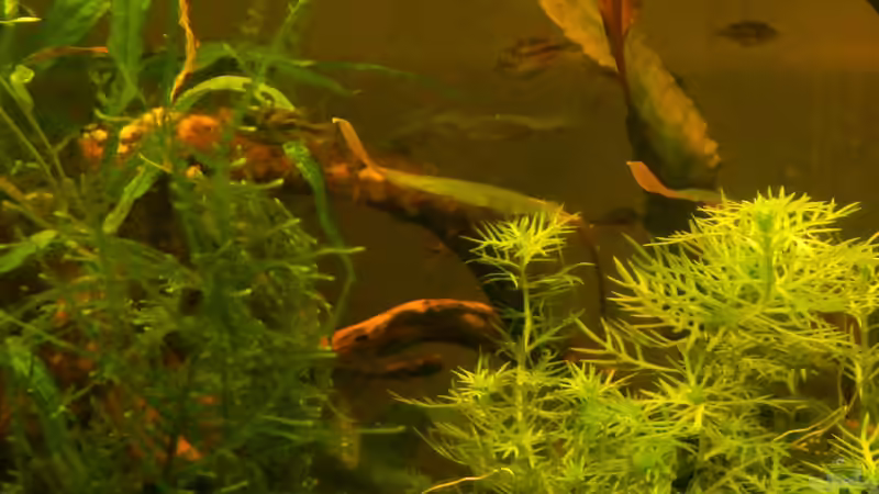 Aquarien mit Zwergkugelfischen (Carinotetraodon travancoricus)