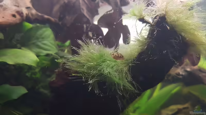 Zwergkugelfischnachwuchs II von miv (22)