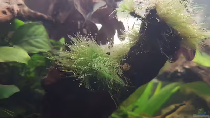 Zwergkugelfischnachwuchs II von miv (23)