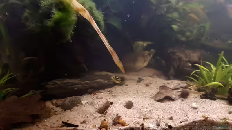 Zwergkugelfischnachwuchs II von miv (25)