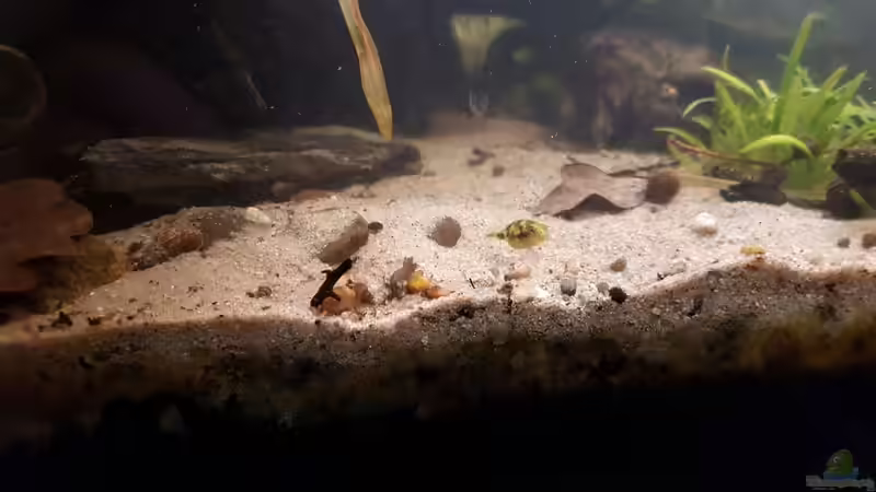 Zwergkugelfischnachwuchs II von miv (30)