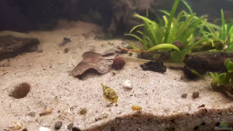 Zwergkugelfischnachwuchs II von miv (31)