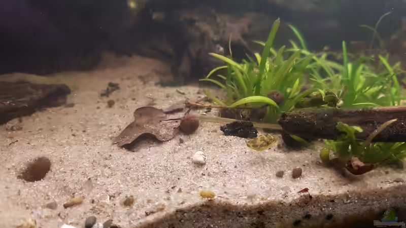 Zwergkugelfischnachwuchs II von miv (32)