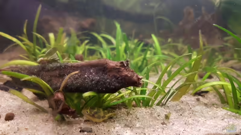 Zwergkugelfischnachwuchs II von miv (33)