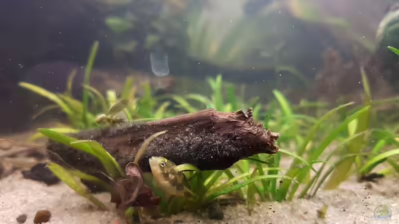 Zwergkugelfischnachwuchs II von miv (35)