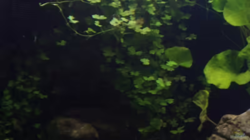 Zwergnadelsimse von Der Nicky (42)