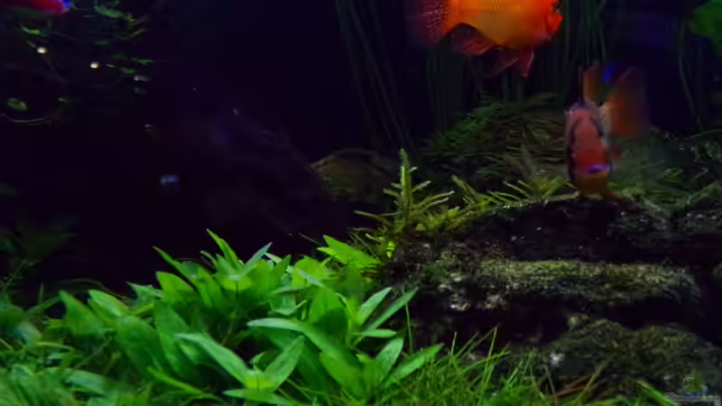 Eleocharis acicularis im Aquarium oder Gartenteich (Einrichtungsbeispiele mit Nadelsimse)