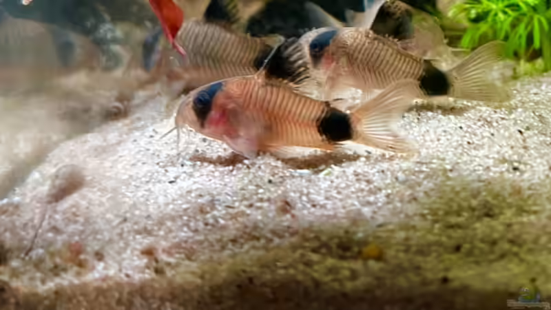 Zwergpandawelse von Thilo (31)