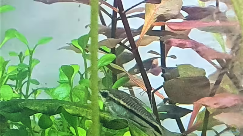 Zwergpanzerwels, Corydoras pygmaeus von piet (24)