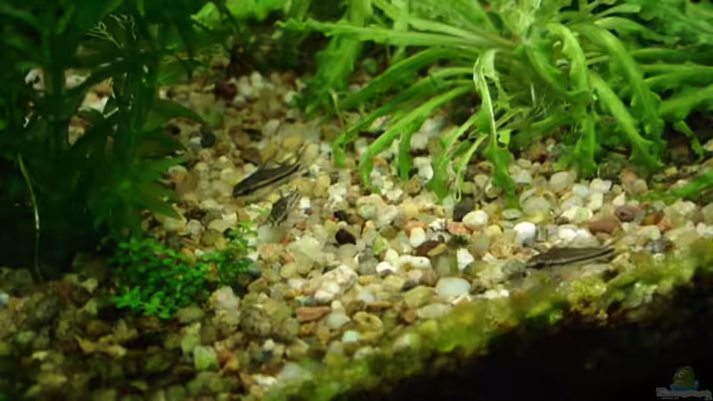 Aquarien für Corydoras pygmaeus (Zwergpanzerwels)