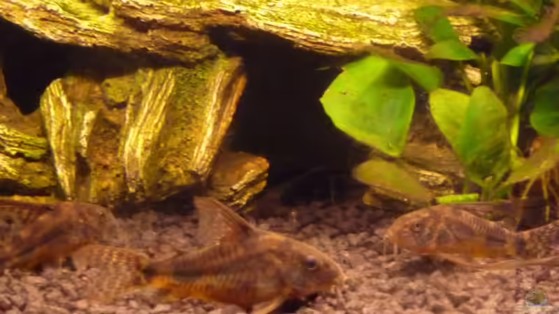 Zwergpanzerwels Gruppe von Noreia (32)