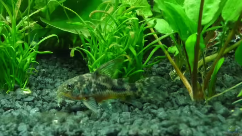 Zwergpanzerwels solo von Noreia (31)