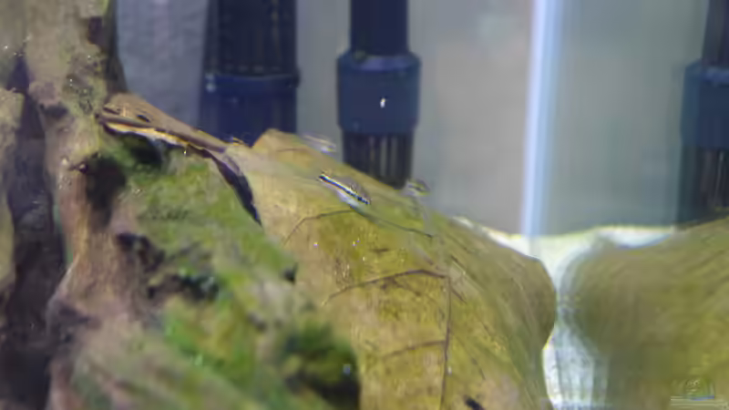 Zwergpanzerwels von Dreadnought (22)