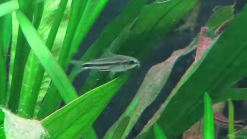 Zwergpanzerwels von Jan S. (25)