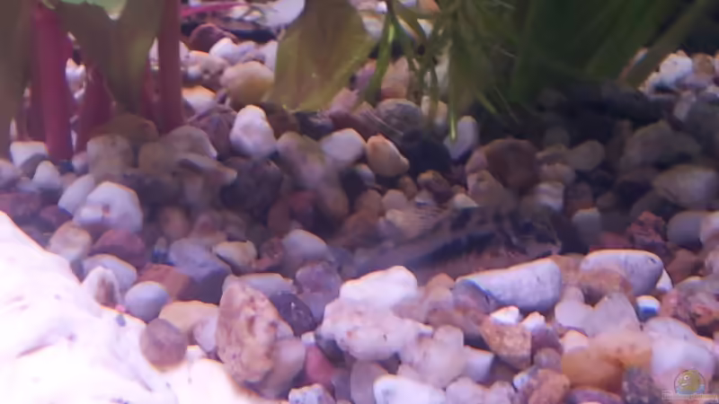 Zwergpanzerwels von Snawatz (24)