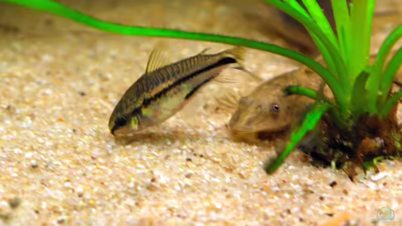 Zwergpanzerwelse mit Foerschi von WSS (30)