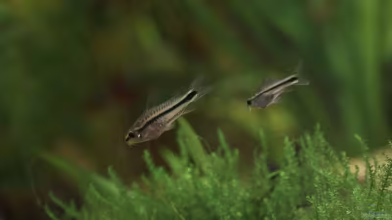 Zwergpanzerwelse von Flea78 (12)