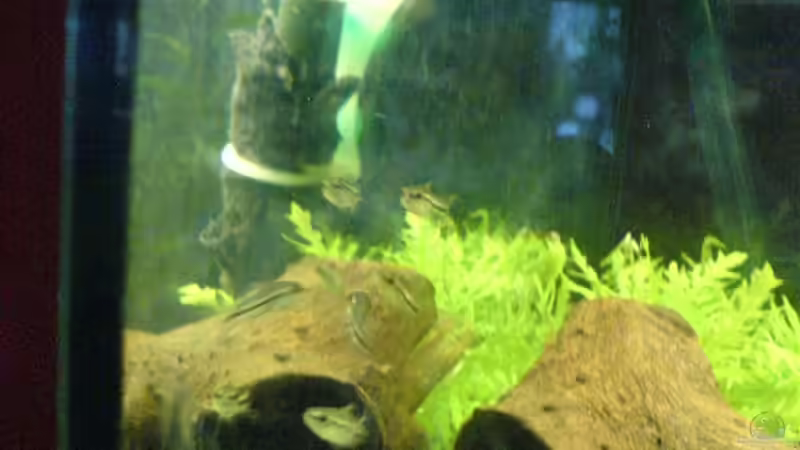 Zwergpanzerwelse von Oli (17)