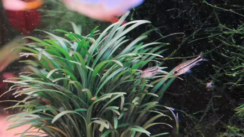 Zwergpanzerwelse von WSS (34)