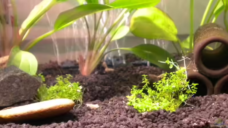 Zwergperlkraut von Marci (7)