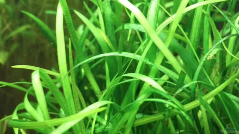 Aquarien mit Sagittaria subulata (Zwergpfeilkraut)