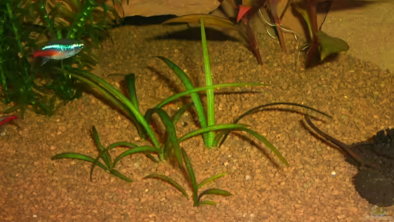 Zwergpfeilkraut (Sagittaria subulata) von Jens und Nancy Döring (6)