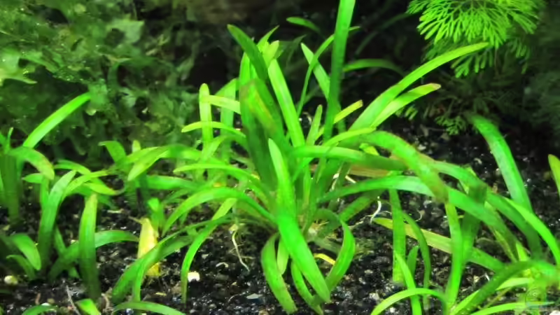 Zwergpfeilkraut von cammarus (4)